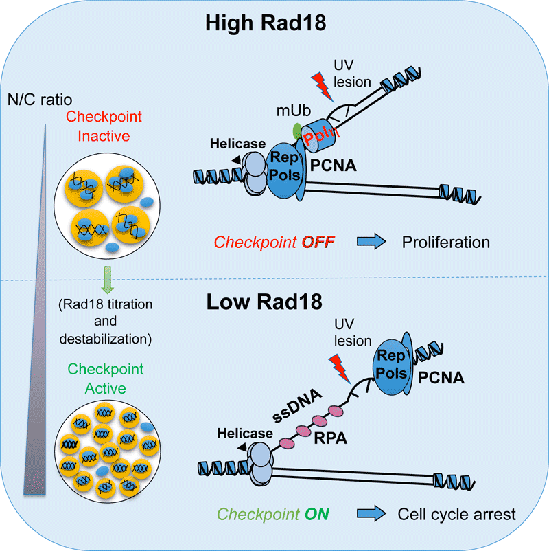 figure 2 fr