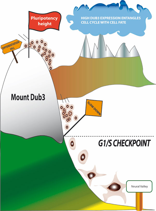 figure 2 fr