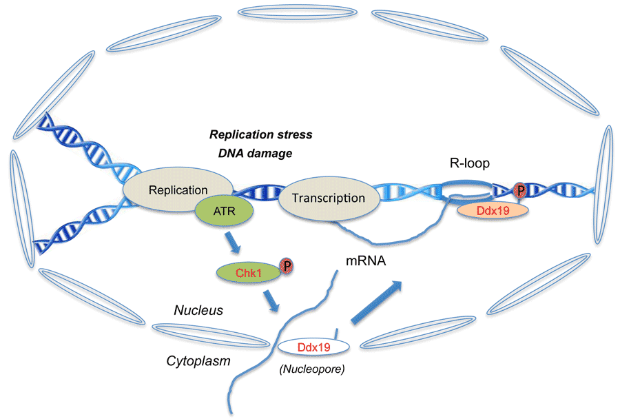 figure 4 fr